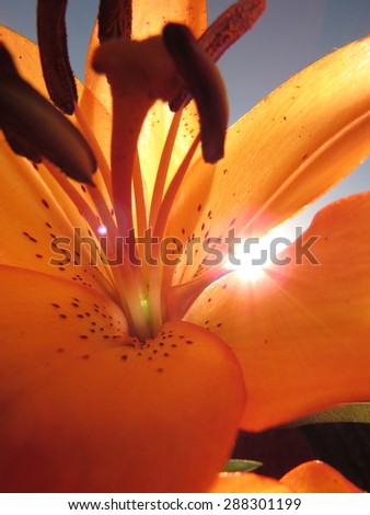 Glorious Summer Tiger Lilly