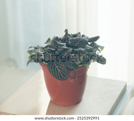 Similar – Foto Bild Fittonia Zimmerpflanze mit Copy Space