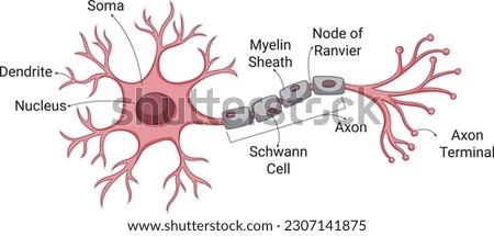 Nerve Cell anatomy infogram, cell diagram with names soma, dendrite, myelin sheath, Schwann Cell, axon, nerve cell scheme for biology students, educational diagram