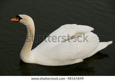 Swan on a dark lake
