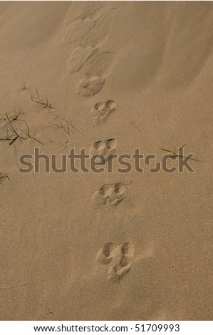 rabbit footprints on sand
