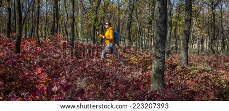 Panoramic image of female hiker walking throw the young bush of fall red leaves.