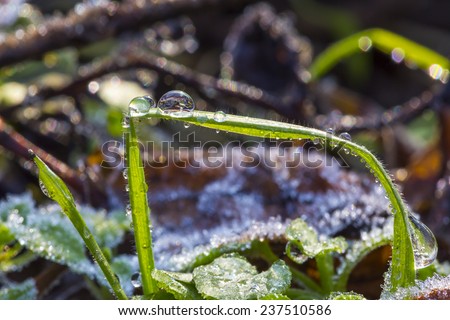 Spring thaw. Macro image of grass stalk with drops of waters reflecting colorful sun beams