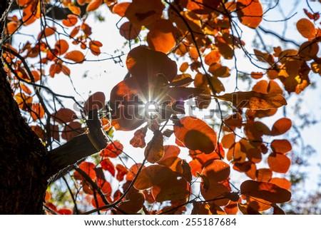 Sunbeam penetrates the bush of red autumn leaves.\
Autumnal forest, bright red and orange leaves, sunbeam shines throw the bunch of leaves