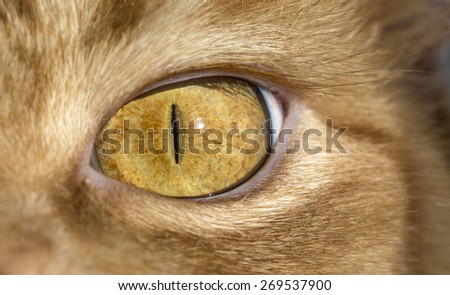 Close up image of cat\'s eye. Red orange fur cat head eye macro narrow look