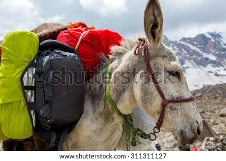 Cargo donkey head.\
Pack animal close-up carrying sheep decorated with traditional harness and other gear for transportation of load on wild deserted mountain area