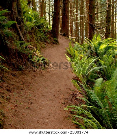 Hiking trail through forest and fern foliage