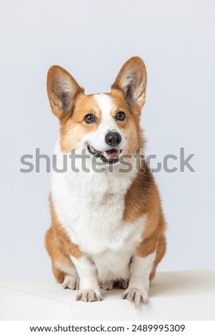Similar – Image, Stock Photo Cute corgi dog sitting on the floor at home. Corgi dog asking for food from the table and smiling.