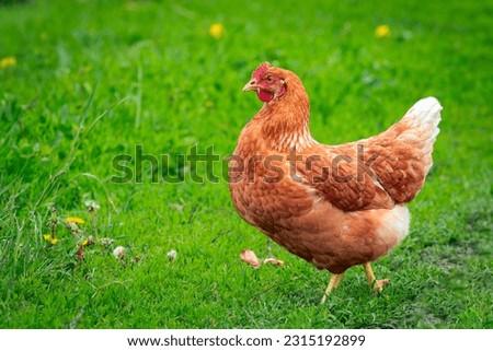 Similar – Foto Bild Huhn oder Henne mit Stroh im Schnabel im Käfig zum Verkauf auf dem Geflügelmarkt, lebendes Geflügel in Kisten zum Verkauf auf einem Markt im Freien. Viehkonzept. Tier- und Agrarindustrie