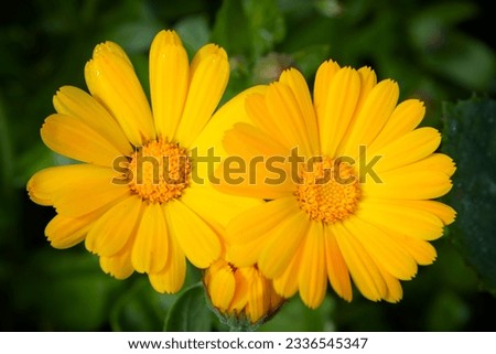 Similar – Image, Stock Photo Bright yellow calendula in front of bright blue