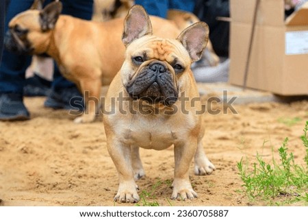 Similar – Image, Stock Photo cute brown french bulldog sitting on the bed at home and looking at the camera. Funny dog listening to music on white headset. Pets indoors and lifestyle. Technology and music