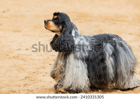 Similar – Image, Stock Photo Adorable Cocker Spaniel outside