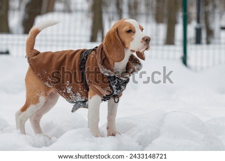 Image, Stock Photo Beagle dogs walking on a path in to the blue sky