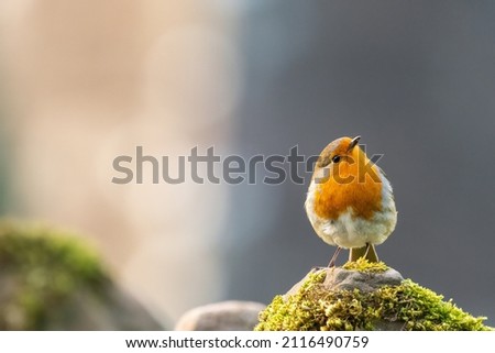 European robin (Erithacus rubecula) perched on a wall in the Brecon Beacons, Wales Zdjęcia stock © 