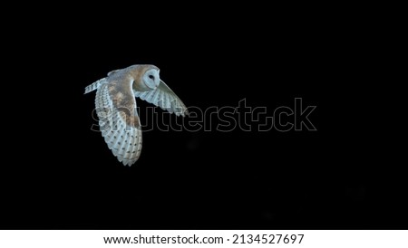 Barn owl (Tyto alba) isolated against a black background. Beautiful nocturnal bird hunting at night. Stockfoto © 