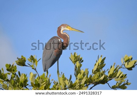 Similar – Foto Bild Everglades Florida Steg