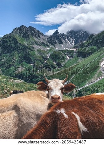 partret of a cow, cows in the mountains, the cow smiles, summer in the mountains, head of a cow, mountain landscape