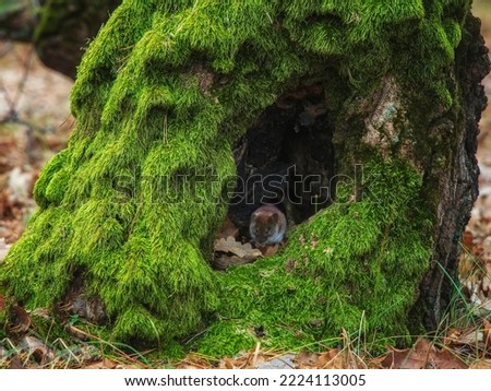 Similar – Image, Stock Photo Fur on moss Moss Nature