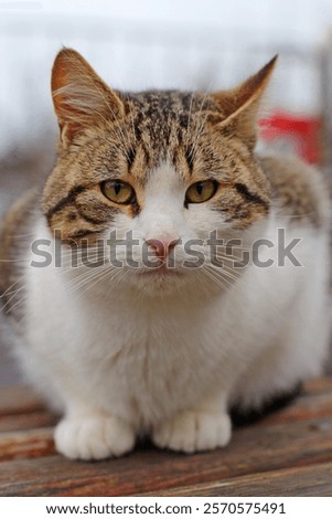 Similar – Image, Stock Photo Thoughtful gray cat looking at camera in dark