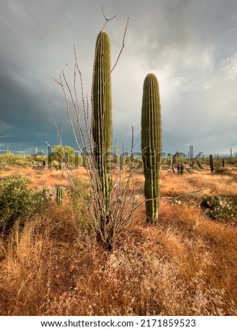 Two saguaro cactus and in dry arid Arizona landscape.  Foto stock © 