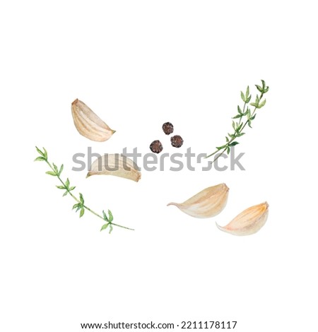 Watercolor illustration of garlic, pepper, thyme. Botanical illustration. Food painting
