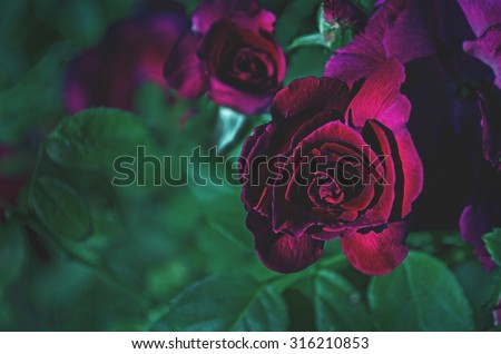 The mysterious rose under the moon blood light of Halloween night in the dark blur mode