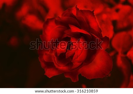 The mysterious rose under the moon blood light of Halloween night in the dark blur mode