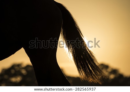 Horse\'s tail in sunset
