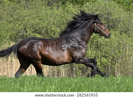 Peruvian paso horse in gallop
