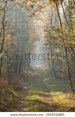 Similar – Image, Stock Photo Young deciduous tree in the middle of an old disused track bed , selective sharpness