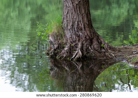 Tree trunk reflected in green water (growing from the water).