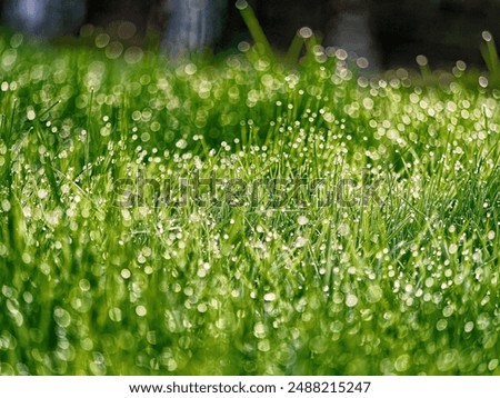 Similar – Image, Stock Photo Dewdrops on the meadow against the light, illuminated by sunrays