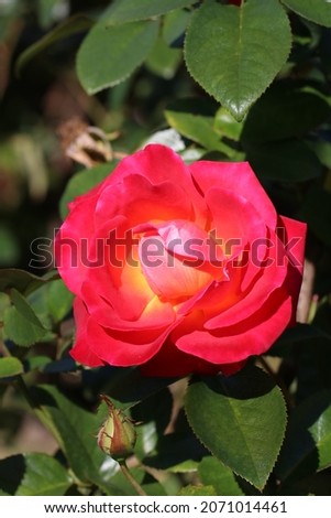 Japanese red rose named 'kosai（光彩）' 商業照片 © 