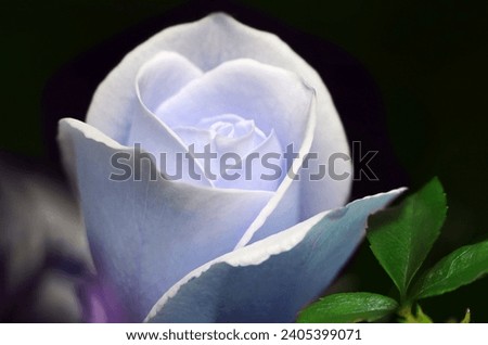 Similar – Image, Stock Photo ghostly violets in bloom