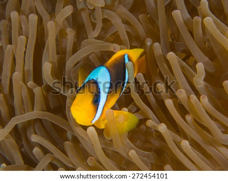 Lighter Clown fish, Northern Red Sea, Egypt
