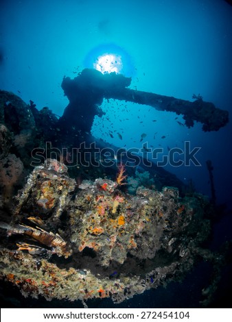 Backward Cannon of British Second World War Vessel, Northern Red Sea, Egypt