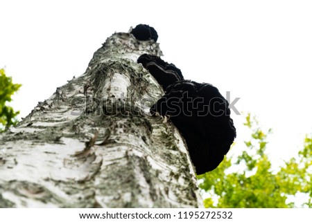 Similar – Image, Stock Photo Birches growing towards the sky