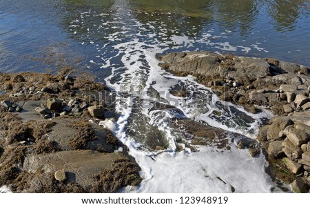 A small stream flowing into a larger body of water with rocks, seaweed and reflection of trees.