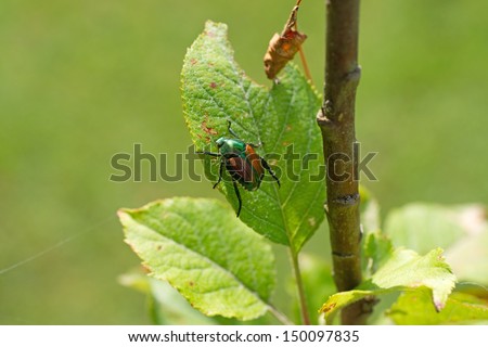 Close view of a lone Japanese beetle eating a small apple tree leaf.