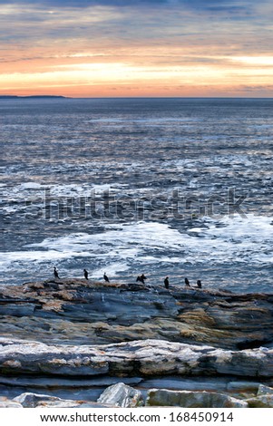 Several cormorants standing on the rock ledges in the morning at Pemaquid Point, Maine.