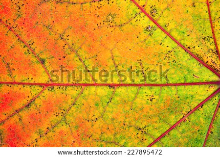A very close view of the veins of a fall foliage maple leaf.