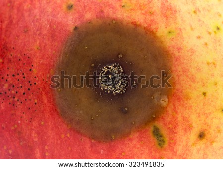 Close view of a bad spot on an organic wild apple.