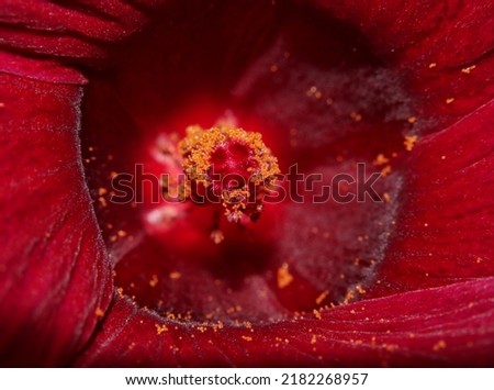 The stamens of a hibiscus flower are bright red, covering the anther and filaments. Foto stock © 