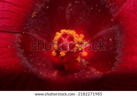 The stamens of a hibiscus flower are bright red, covering the anther and filaments. Foto stock © 