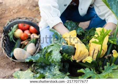 Similar – Image, Stock Photo Hand picking young zucchini fruit with blossom