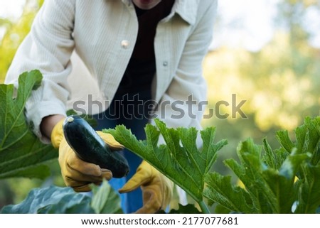 Similar – Image, Stock Photo Hand picking young zucchini fruit with blossom