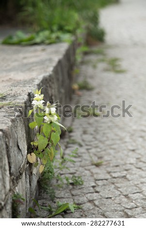 Nettle grows on a concrete wall. Nature takes back its ground.
