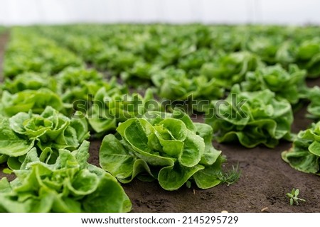 Similar – Image, Stock Photo Irrigation for lettuce cultivation