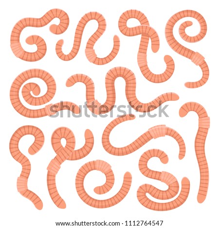 Earthworms crawling set. Terrestrial burrowing annelid worm lives in soil, small, legless, tube-shaped animal. Vector flat style cartoon illustration isolated on white background