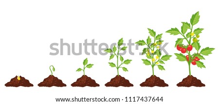 Similar – Image, Stock Photo Tomato plant with red fruits with out of focus background. Copy space.
